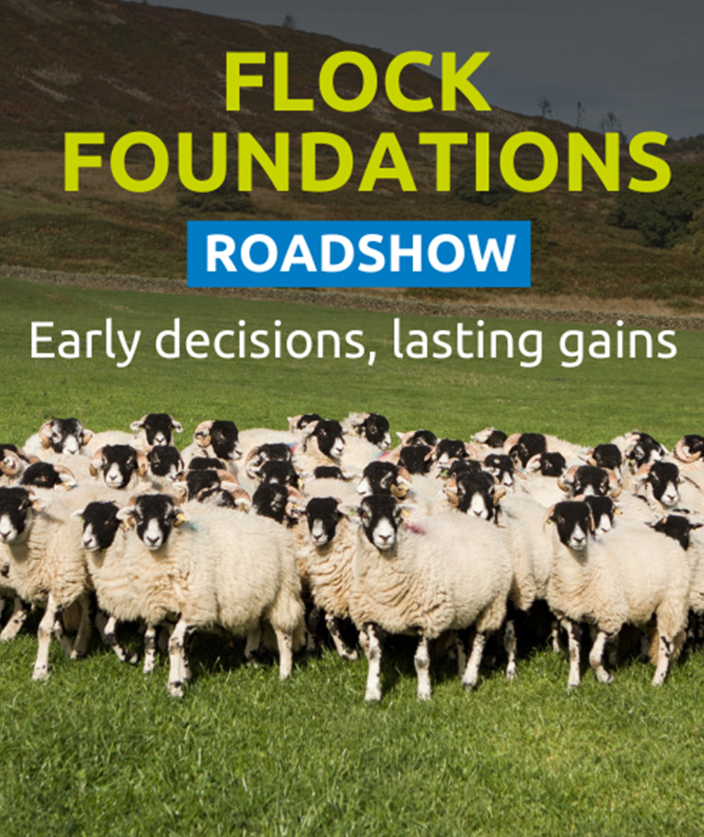 Promotional graphic for Flock foundations roadshow - early decisions, lasting gains.
